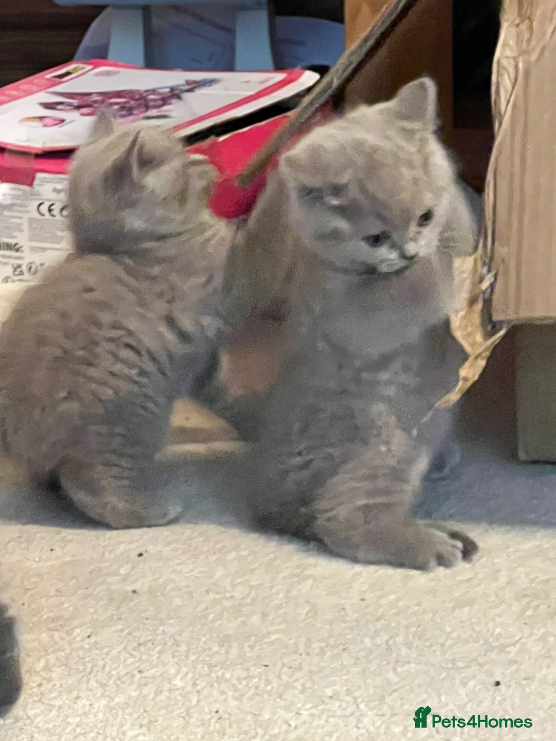 British Shorthair cats for sale: British Shorthair Kittens- ready on 14 Feb - Advert 11