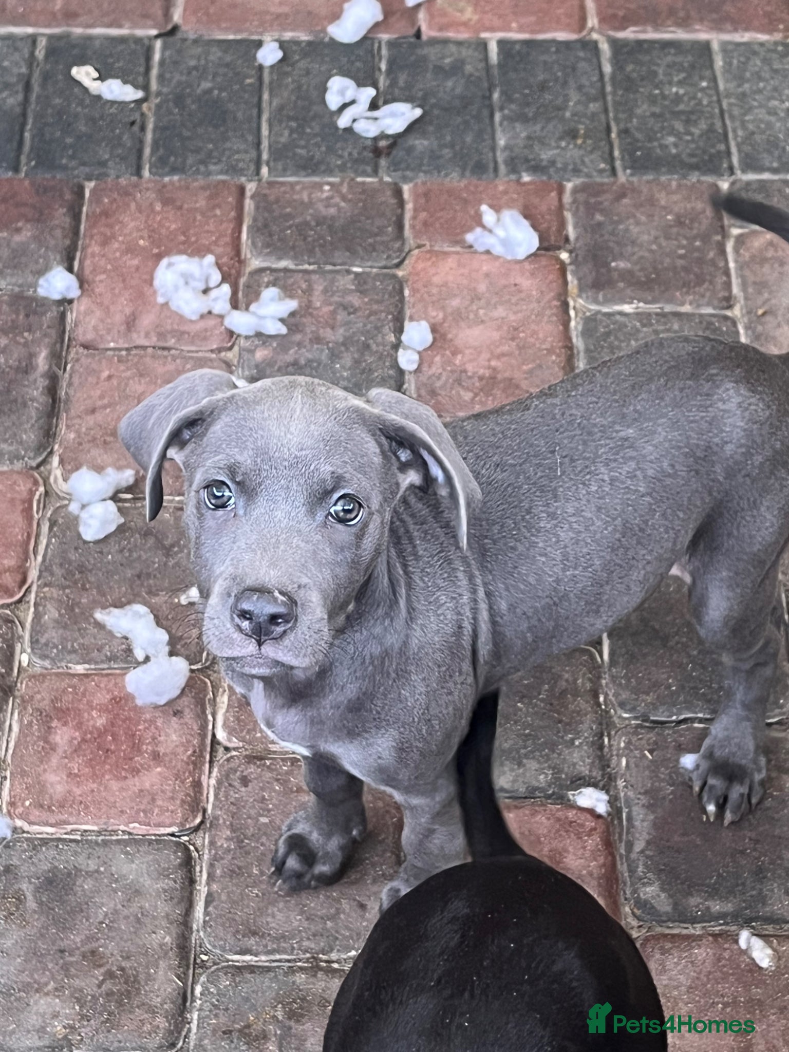 Cane Corso dogs for sale: Cane corso pups, 4 girls 2 boys, black and grey - Advert 9