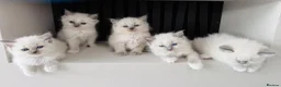 Ragdoll cats for sale: Ragdoll kittens full breed  - Advert 4