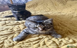 British Shorthair cats for sale: Pure British Shorthair Girls Ready Now! - Image 40