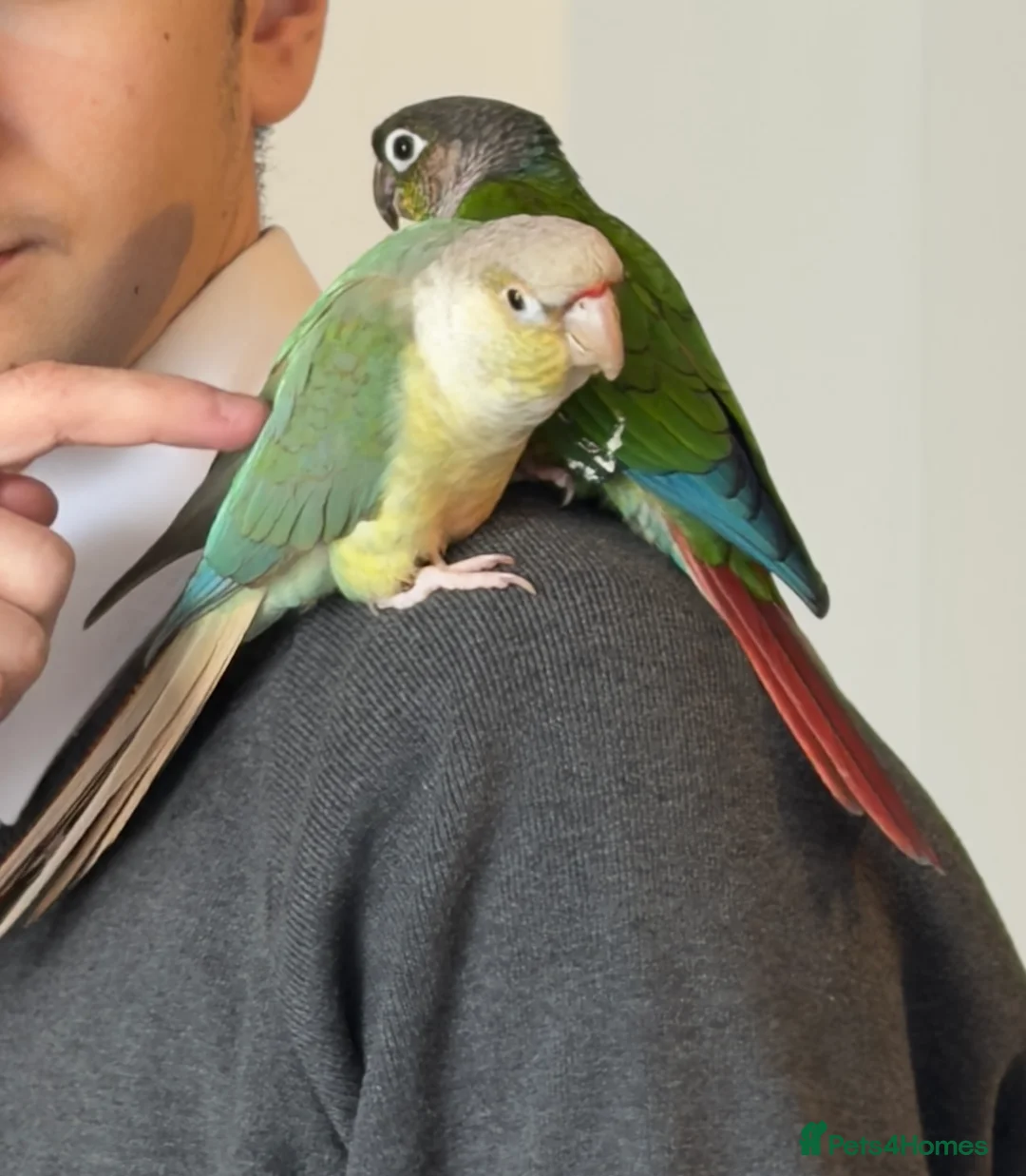 Parrots birds for sale: 2 talking baby parrots in South Ockendon - Advert 1