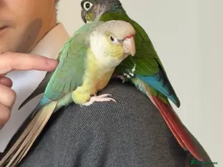 Parrots birds 2 talking baby parrots in South Ockendon - Advert 8