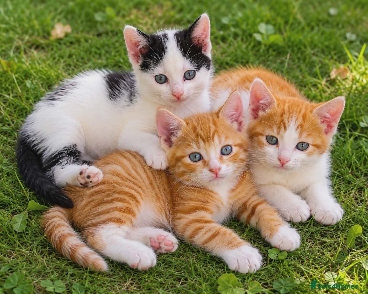 Mixed Breed cats Three kittens are looking for new homes. - Advert 9