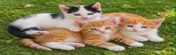 Mixed Breed cats for sale: Three kittens are looking for new homes. - Advert 1