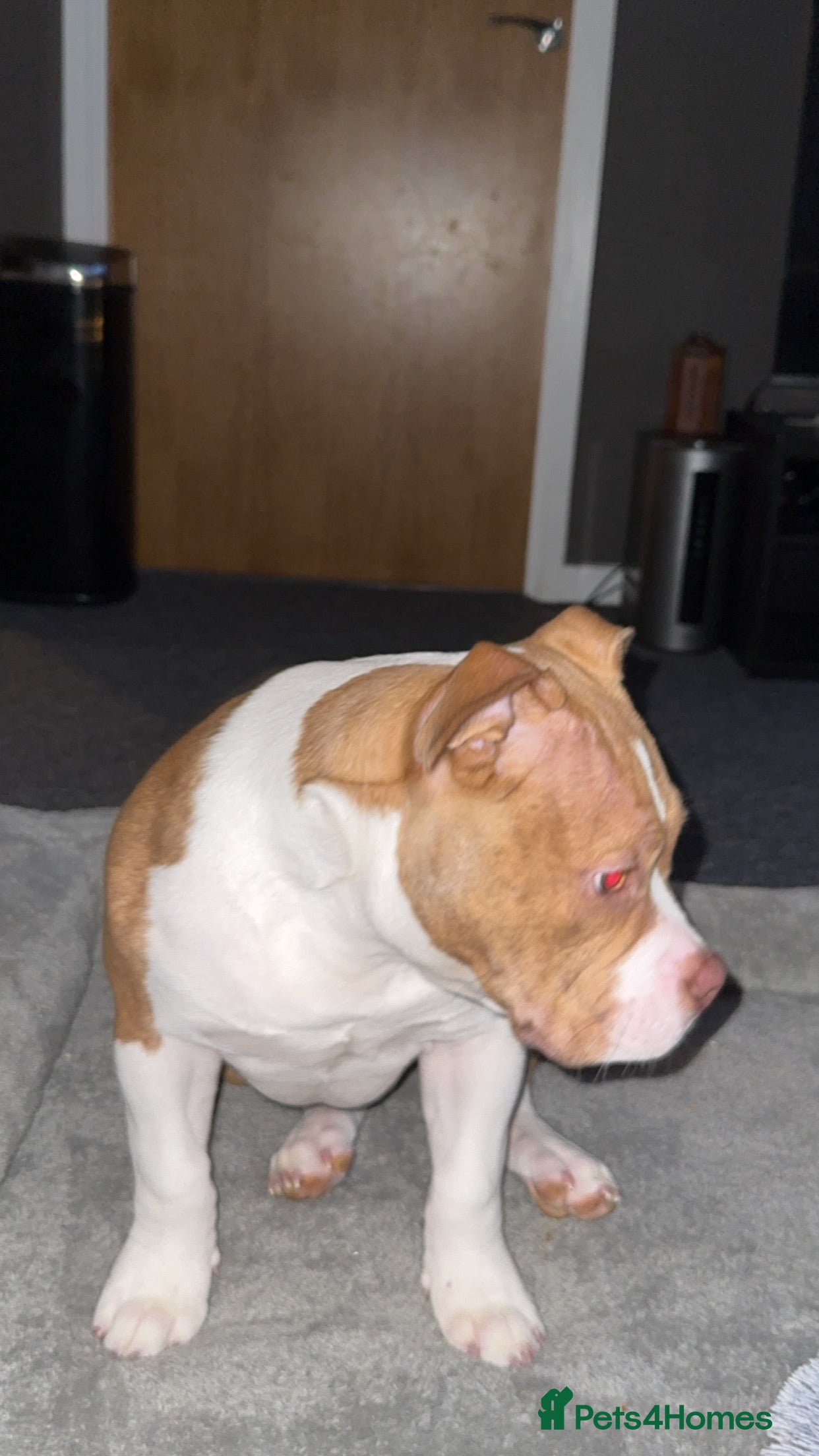 American Bully dogs ABKC puppy pocket bully  - Advert 1