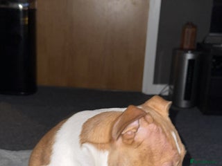 American Bully dogs ABKC puppy pocket bully - Advert 2