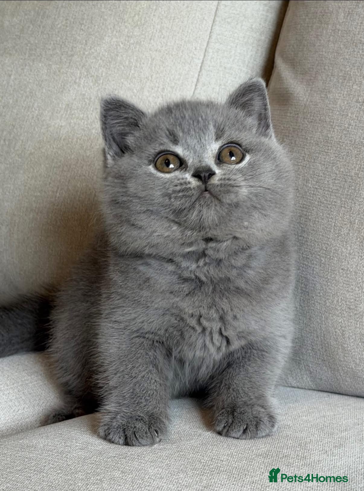 British Shorthair cats for sale: ✨ GCCF BEAUTIFUL KITTENS ✨ - Advert 5