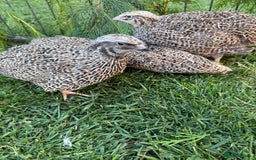 Quail poultry for sale: Coturnix Quail POL - Image 4