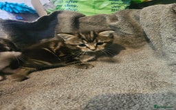 Russian Blue cats for sale: Russian blue mix - Image 12