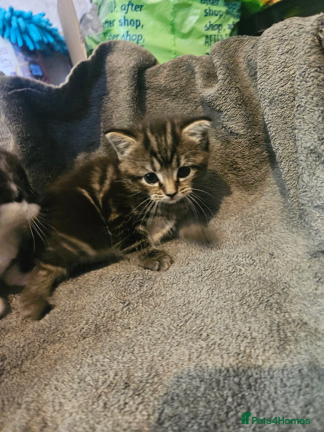 Russian Blue cats for sale: Russian blue mix - Image 12