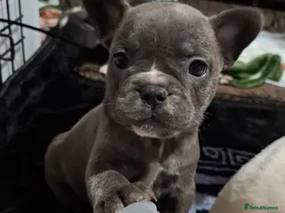 French Bulldog dogs Frenchie puppies - Advert 11