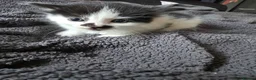 Mixed Breed cats for sale: Cute kittens are looking for a loving home  - Advert 17