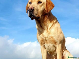 Labrador Retriever dogs Outstanding Proven KC Labrador stud - Advert 1
