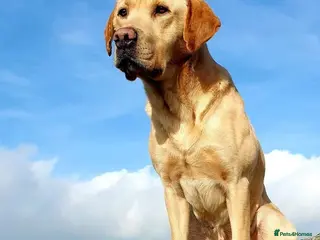 Labrador Retriever dogs Outstanding Proven KC Labrador stud - Advert 13