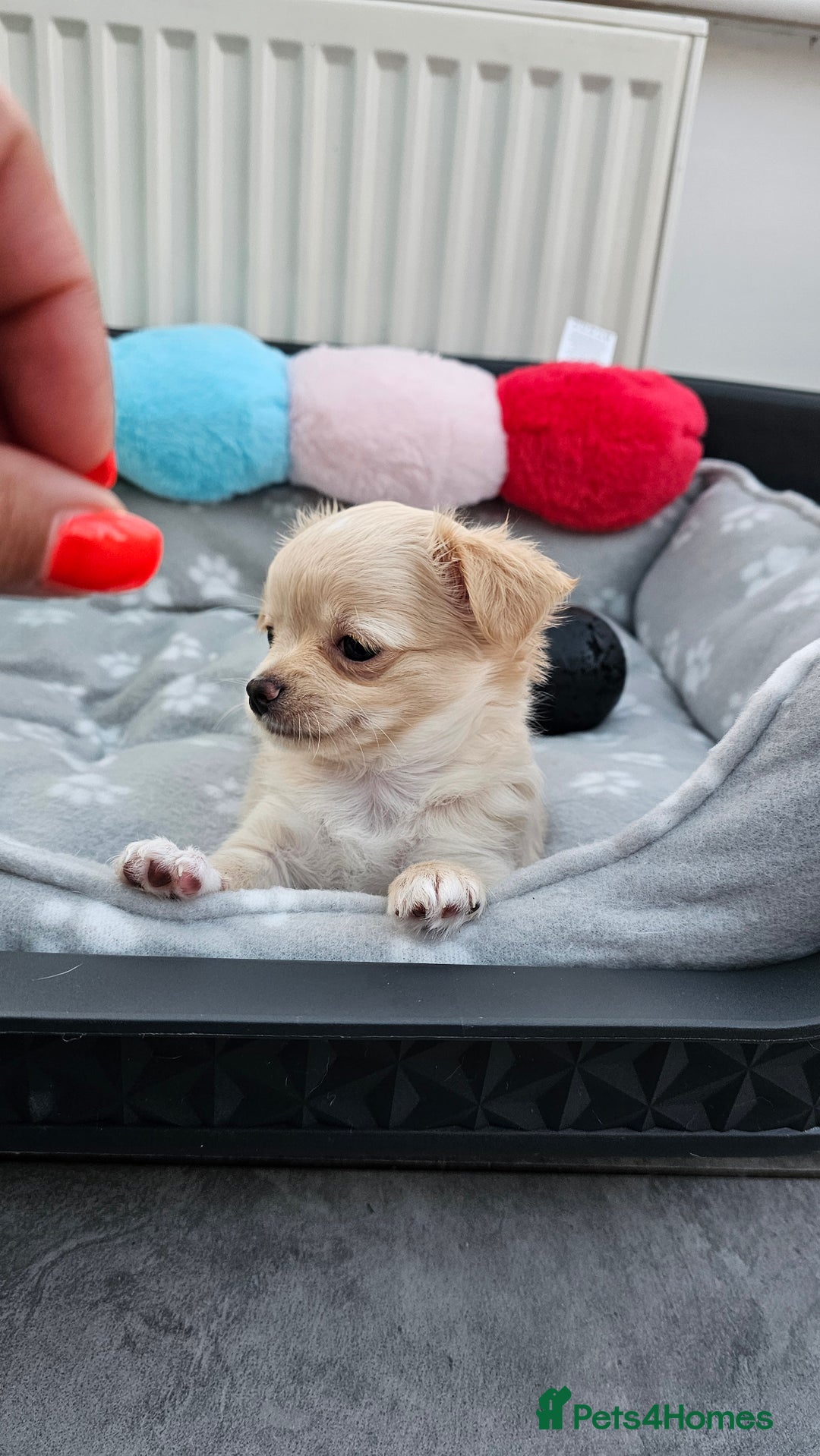 Chihuahua dogs for sale: Chihuahua long haired xs - Image 10