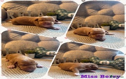 Australian Labradoodle dogs for sale: Australian Labradoodle Puppies F1b - Image 14