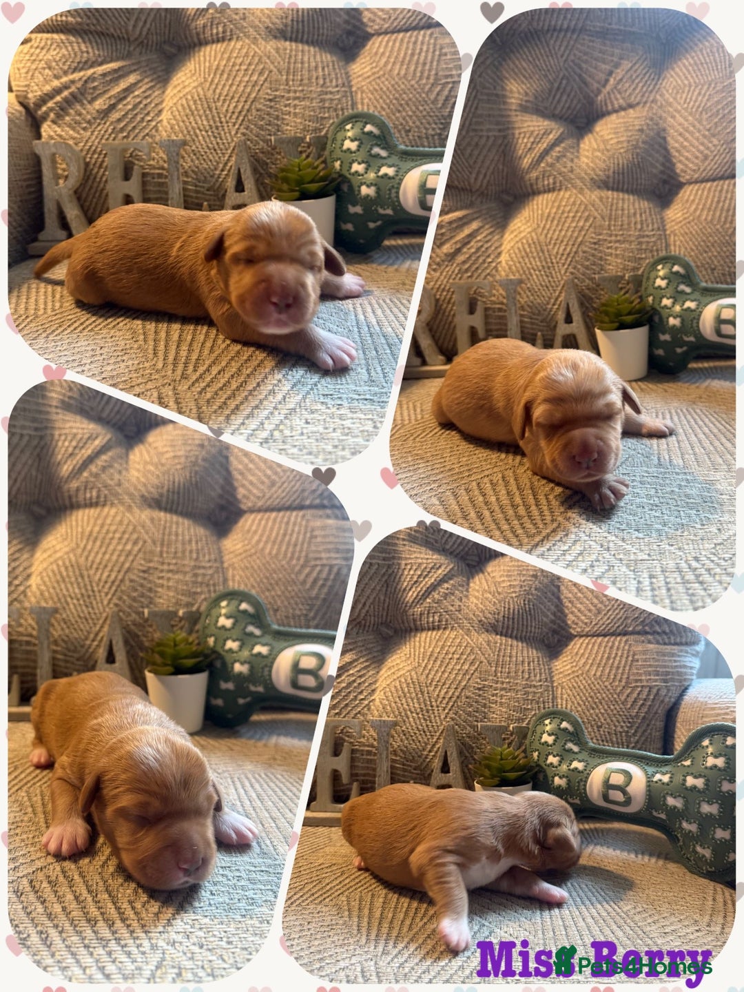 Australian Labradoodle dogs for sale: Australian Labradoodle Puppies F1b - Image 14