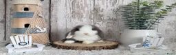 Mini Lop rabbits for sale: Purebred Mini Lop - Ready Now - Advert 1