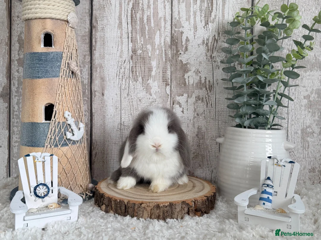 Mini Lop rabbits for sale: Purebred Mini Lop - Ready Now - Advert 1