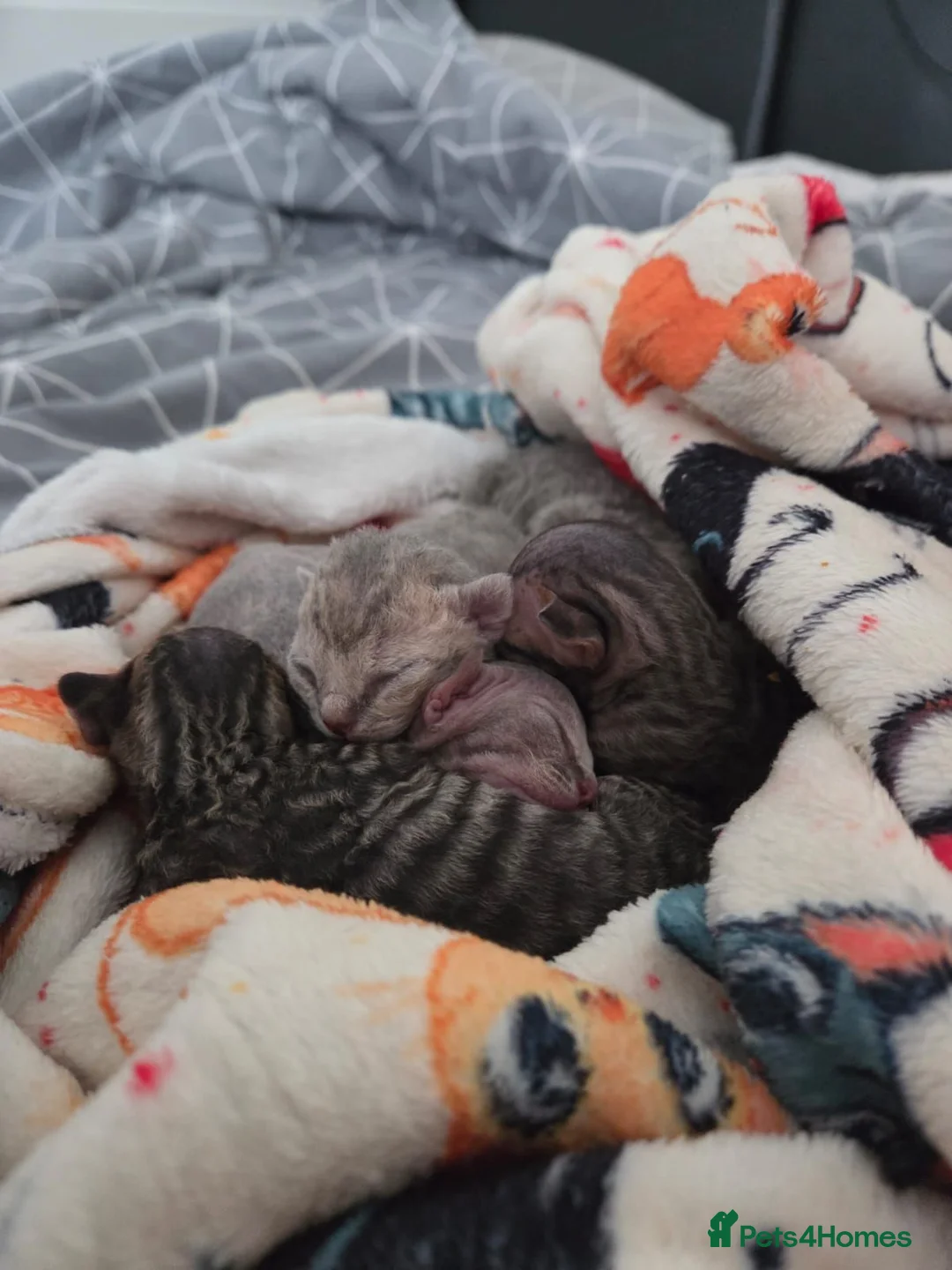 Devon Rex cats for sale: 💛 Beautiful Devon Rex Kittens 💛 - Advert 1