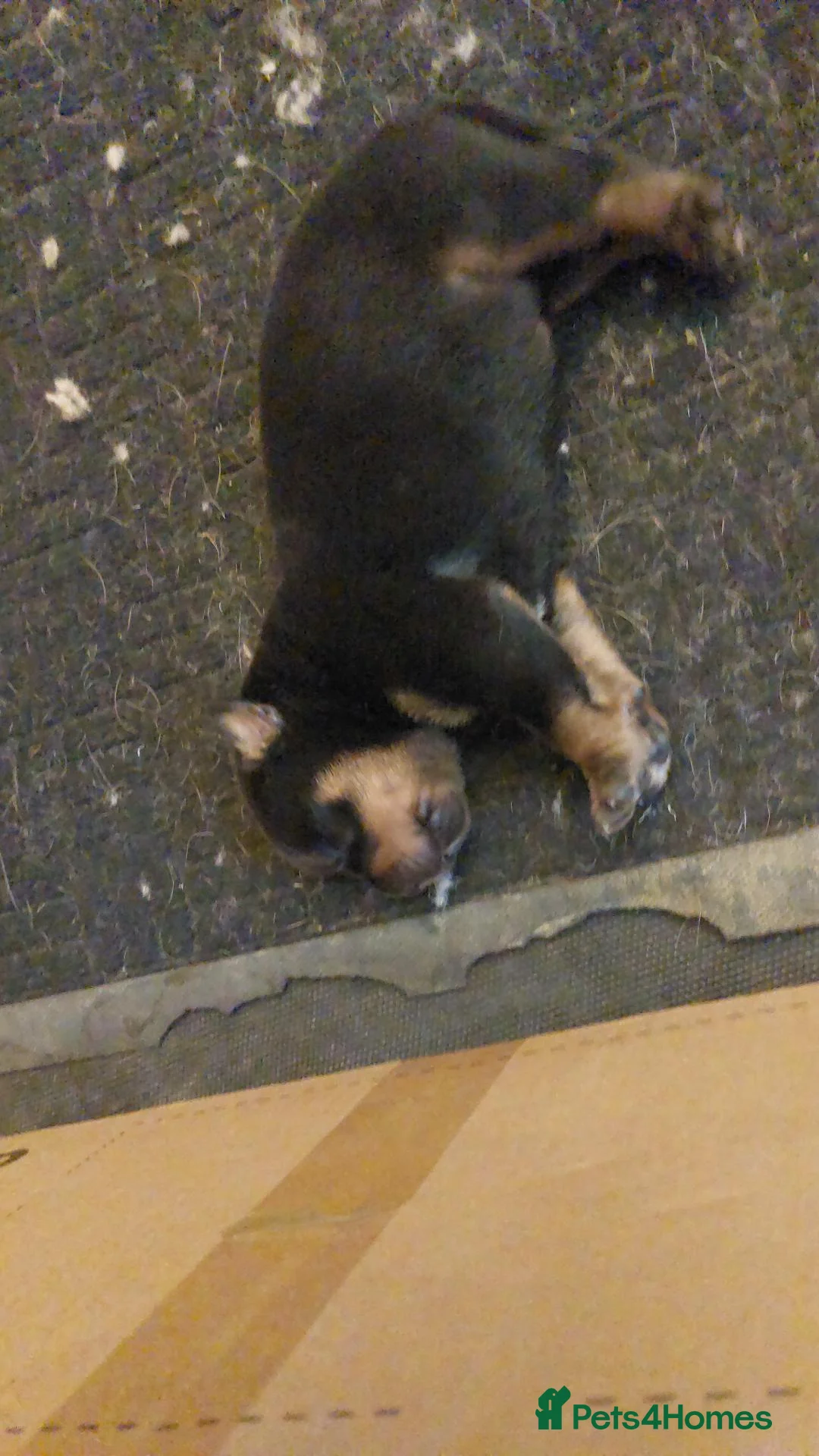Rottweiler dogs for sale: KC  REGISTERED Chunky bold pups - Advert 12