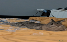 Netherland Dwarf rabbits for sale: Female rabbit  - Image 5