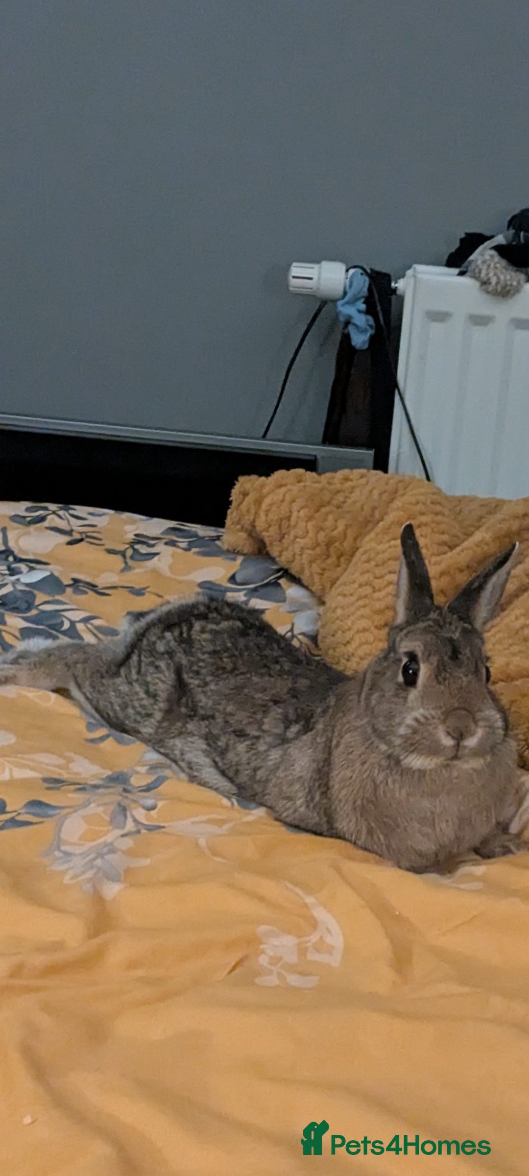 Netherland Dwarf rabbits for sale: Female rabbit  - Image 5
