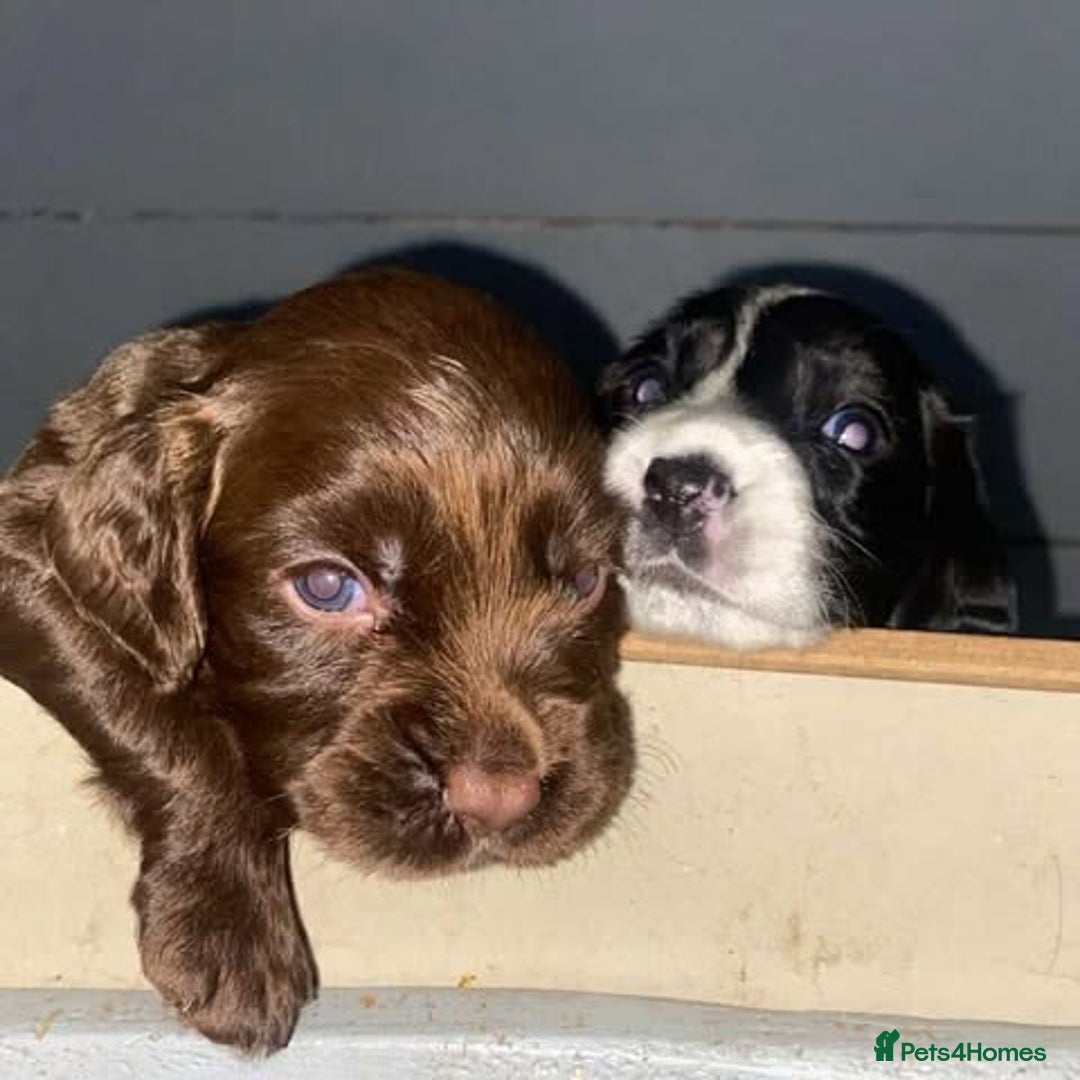 Sprocker dogs for sale: Beautiful Sprocker Puppies Ready 30th December - Advert 27