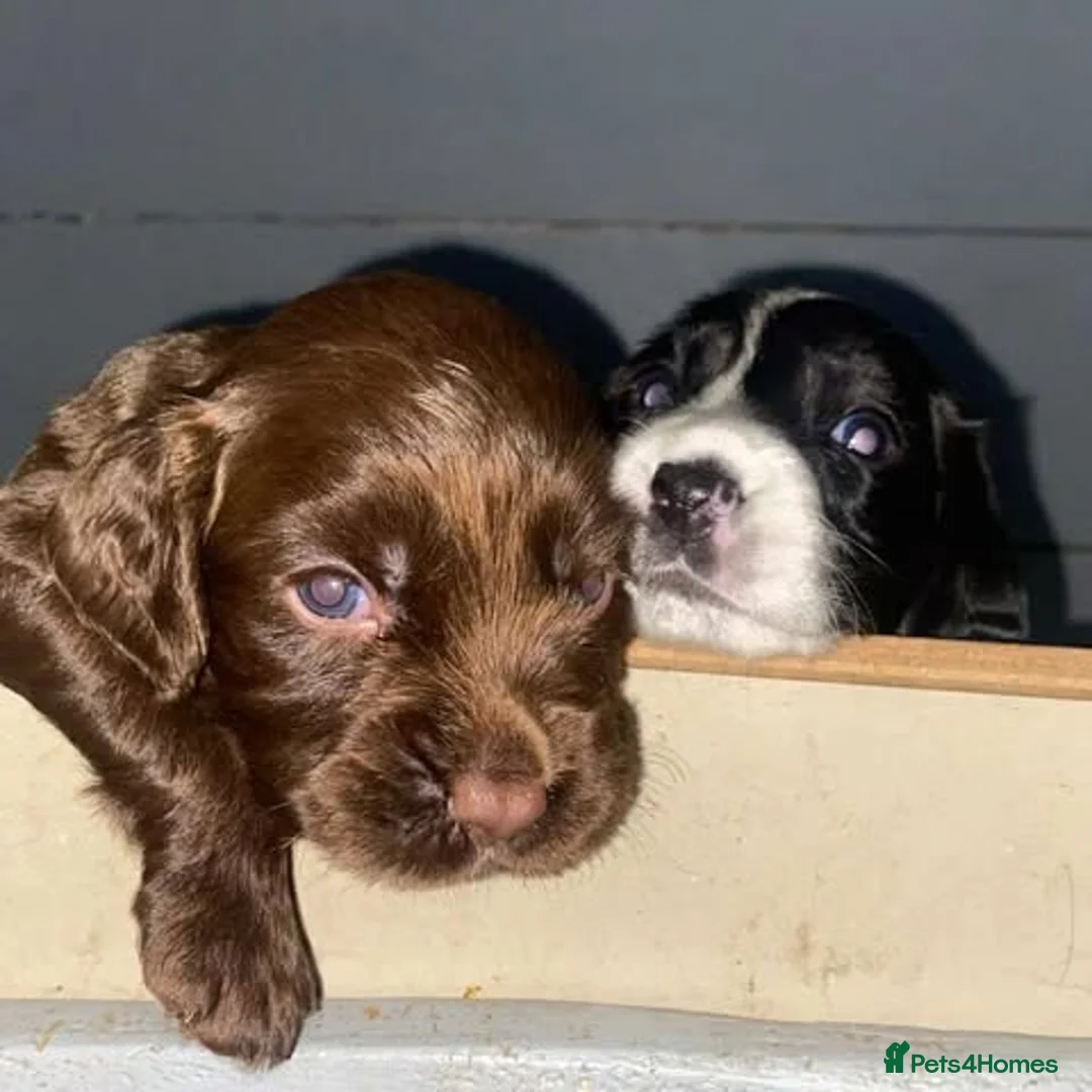 Sprocker dogs for sale: Beautiful Sprocker Puppies Ready 30th December - Advert 10