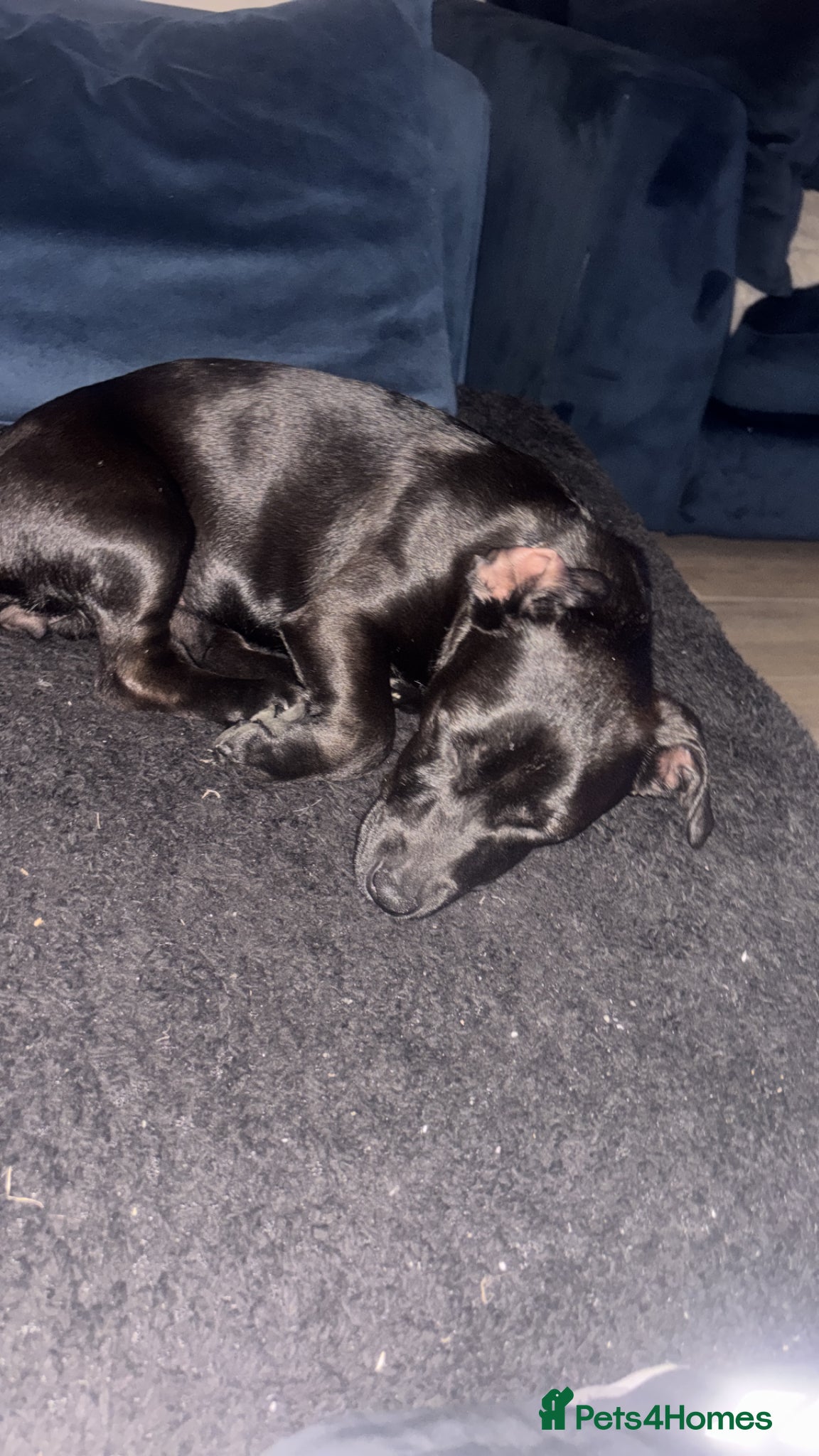 Mixed Breed dogs for sale: Rehome - Advert 4