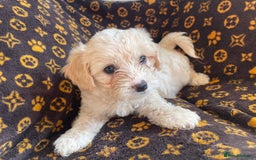Mixed Breed dogs for sale: COTON DE TULEARS READY FOR THEIR FOREVER HOMES - Image 19