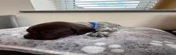 German Shorthaired Pointer dogs for sale: Stunning German Shorthaired Pointer Pups KC Reg'd - Advert 27