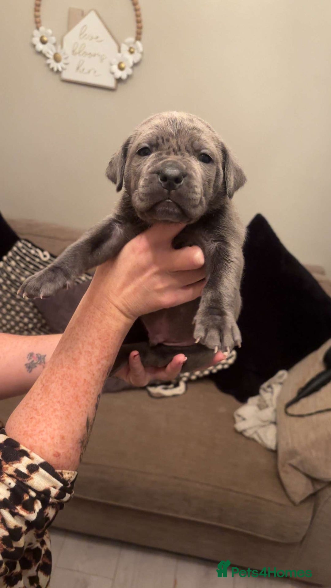 Cane Corso dogs for sale: Chunky cane corso boy pups - Advert 19
