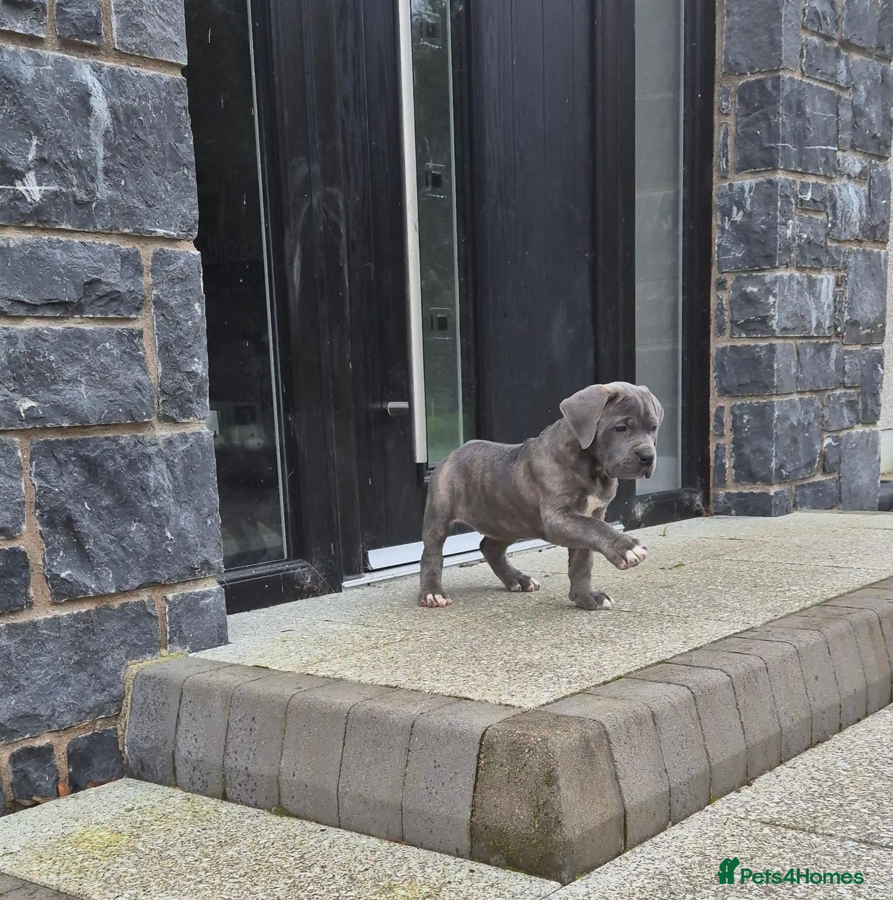 Cane Corso dogs for sale: Cane Corso Irish Kennel club registered  - Advert 2