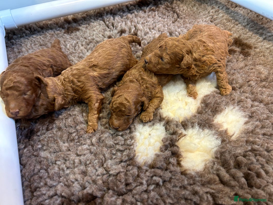 Toy Poodle dogs for stud: EXTENSIVELY HEALTH TESTED TOY POODLE STUD TYSON🌹 in Sheerness - Advert 17