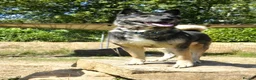 Akita dogs for adoption: Sprightly Sky - Advert 2