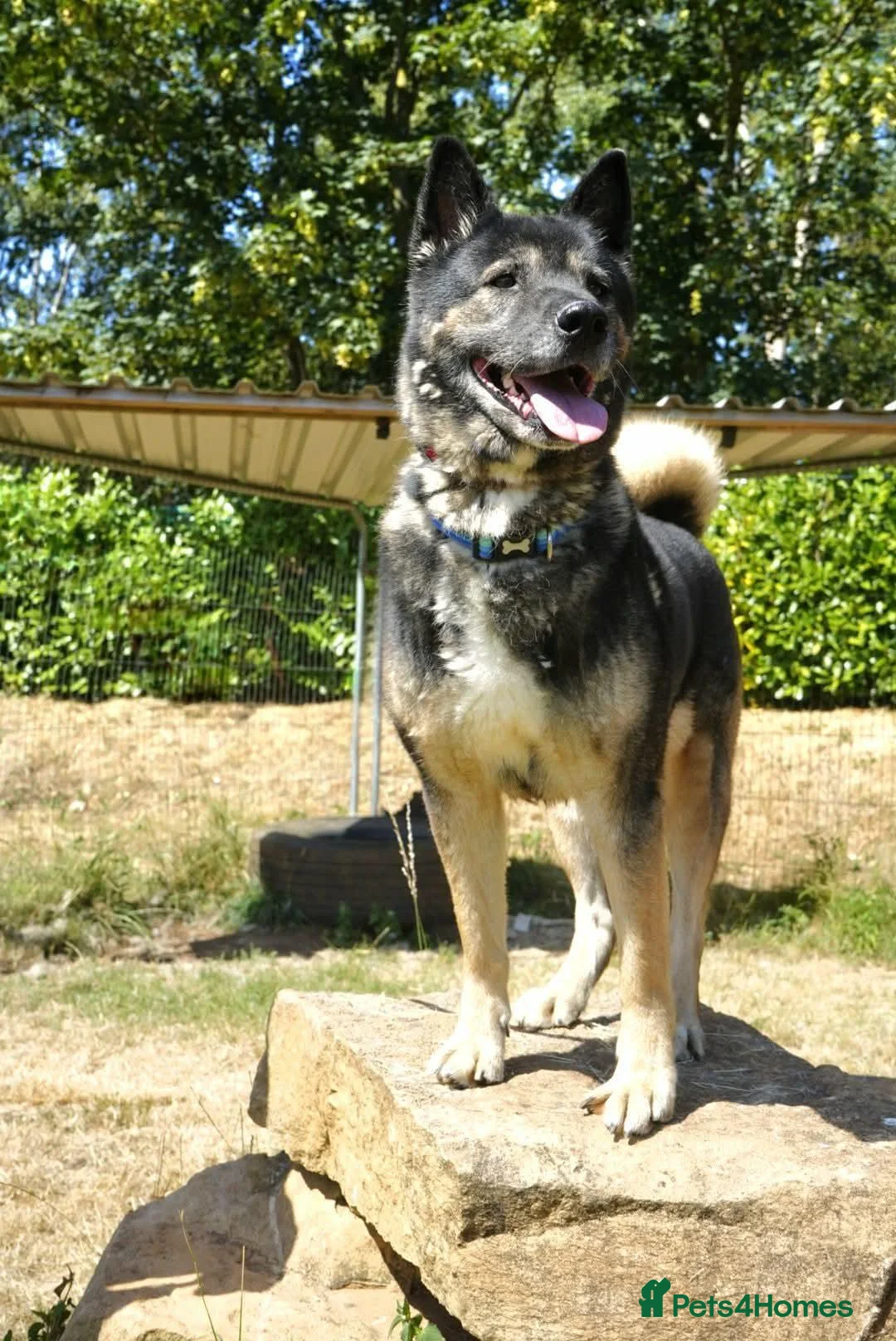 Akita dogs for adoption: Sprightly Sky - Advert 2