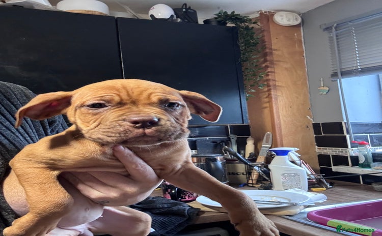 Mixed Breed dogs Cane Corso and Dogue de Bordeaux - Advert 13