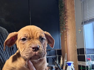 Mixed Breed dogs Cane Corso and Dogue de Bordeaux - Advert 6