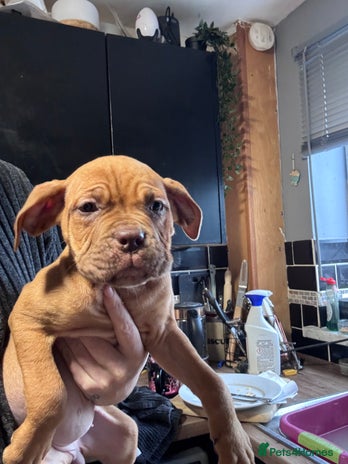 Mixed Breed dogs Cane Corso and Dogue de Bordeaux - Advert 13