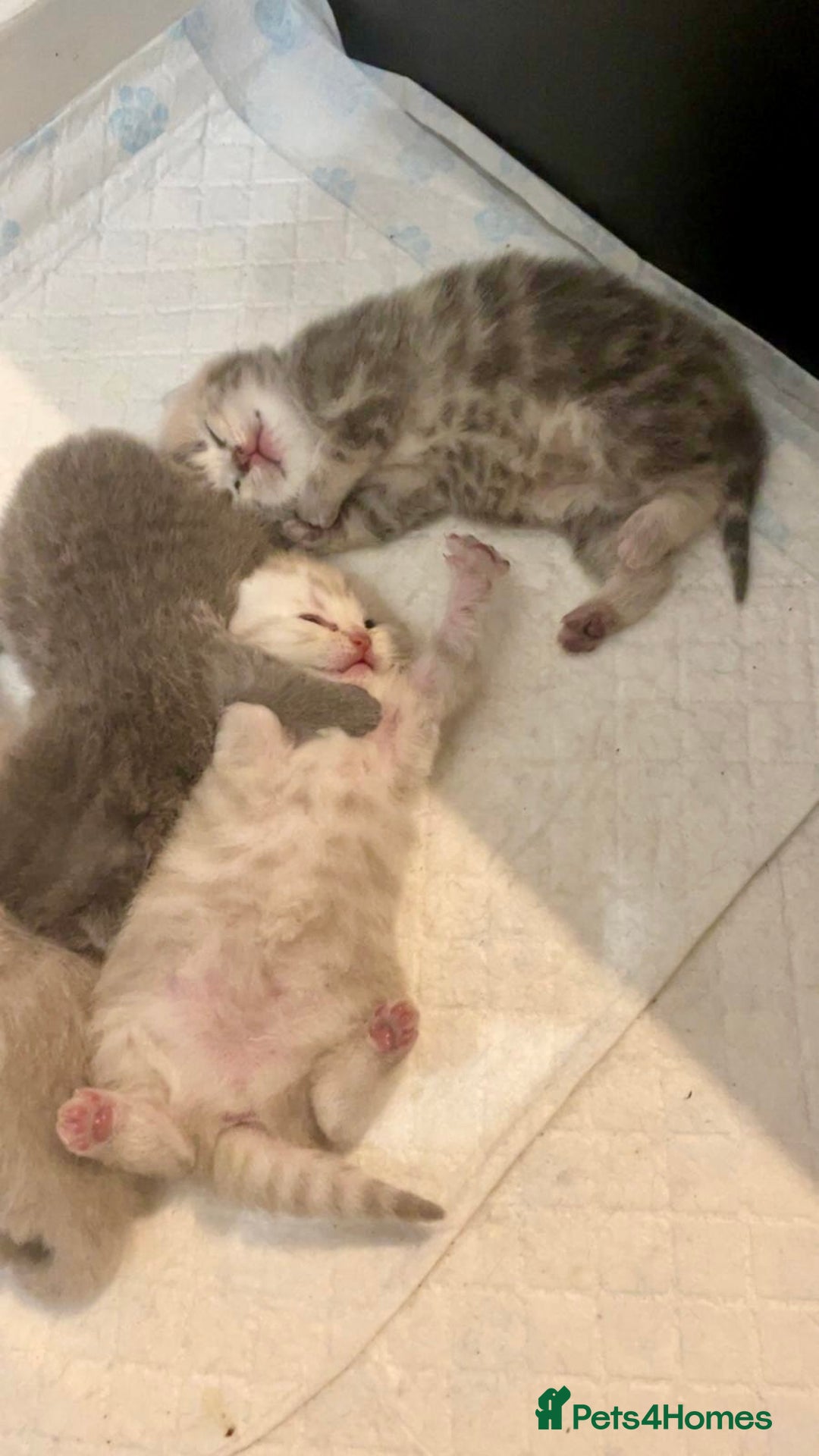British Shorthair cats for sale: ❤️ British Shorthair kittens Stunning COLOURS 💙  - Image 3