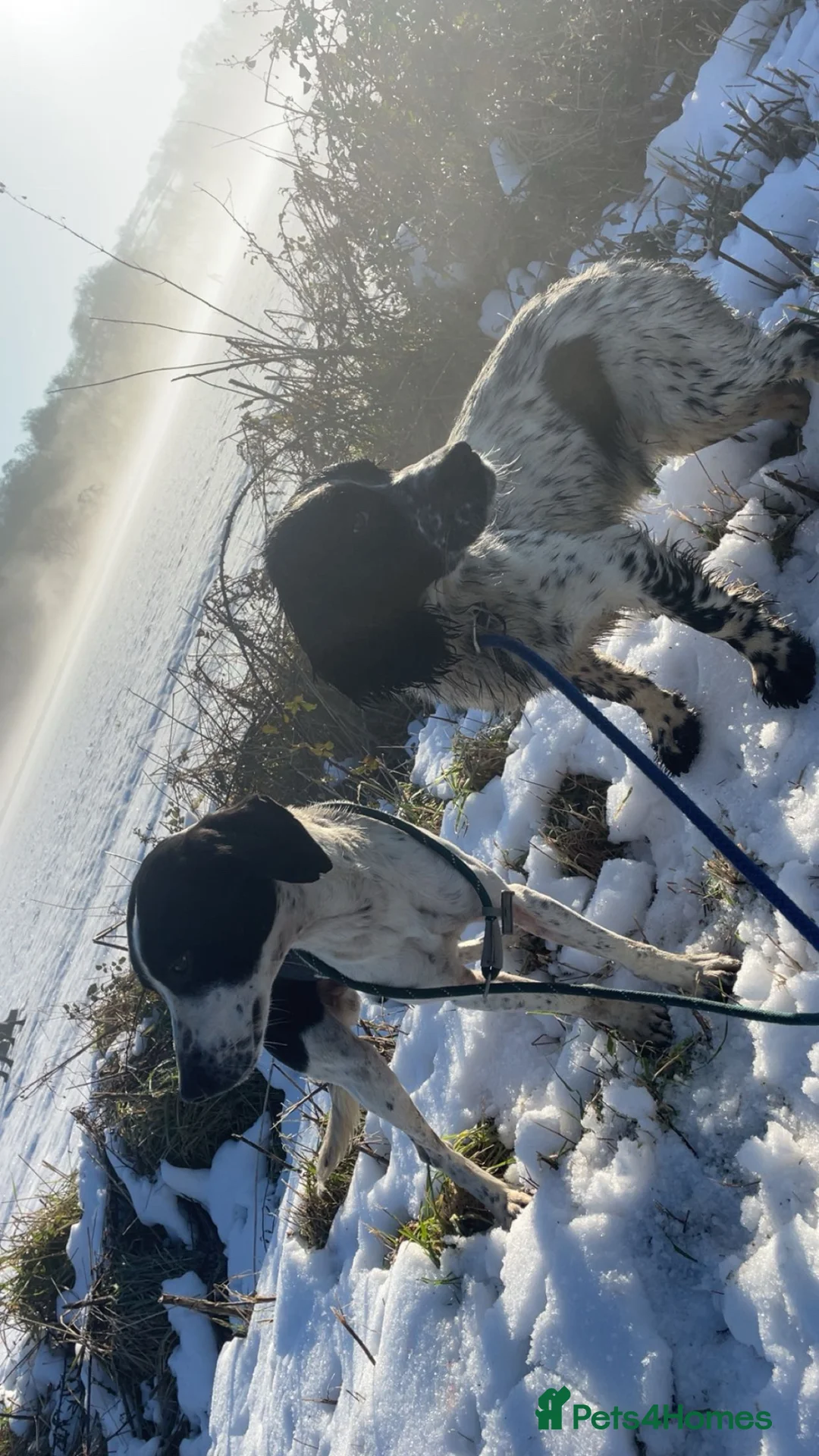 Springador dogs for sale: aksel springador - Advert 3