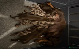 Miniature Dachshund dogs for sale: Beautiful teeny tiny mini dachshunds  - Image 10