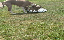 Italian Greyhound dogs for sale: Italian greyhound puppy’s  - Image 14