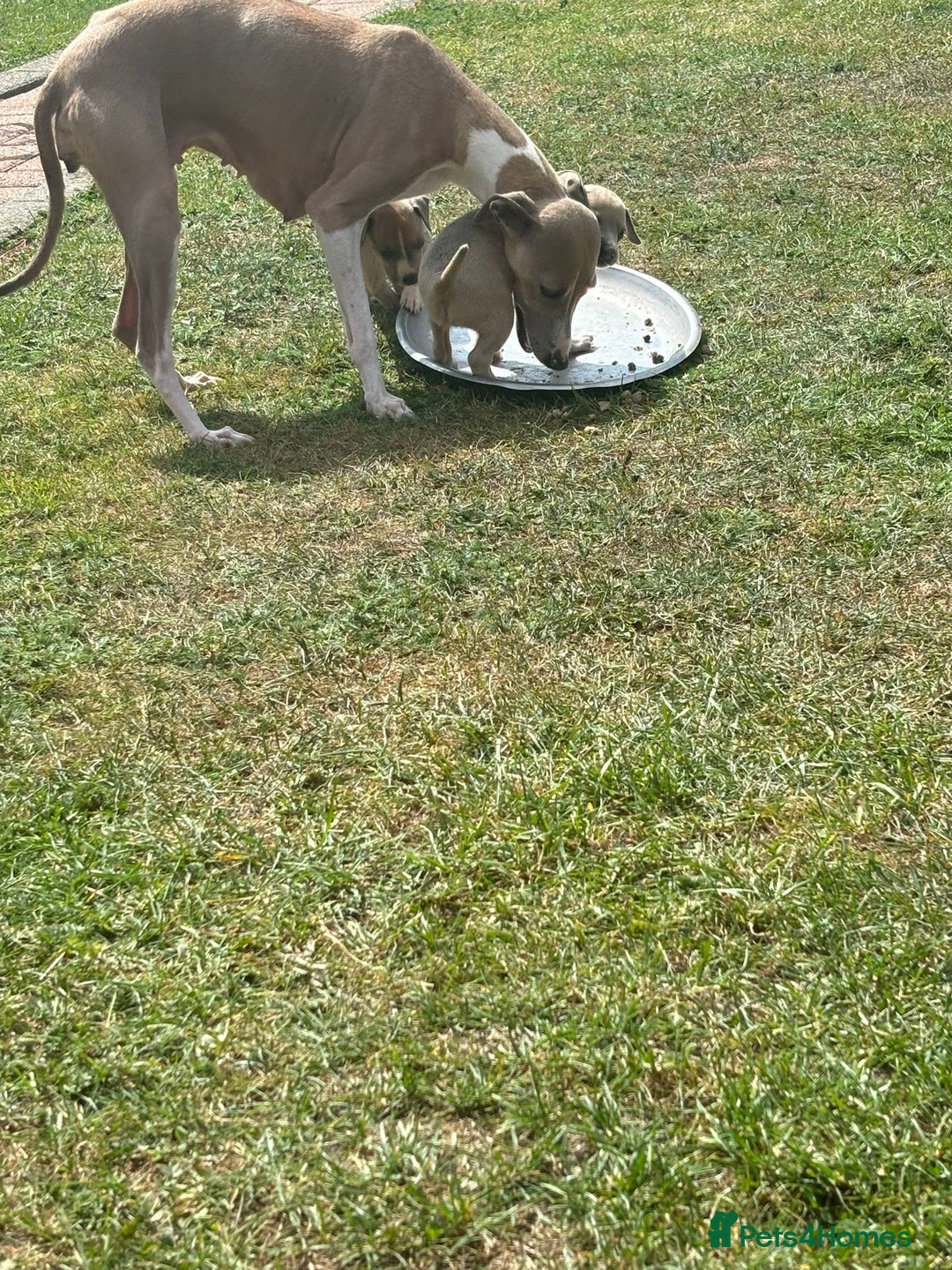 Italian Greyhound dogs for sale: Italian greyhound puppy’s  - Image 14