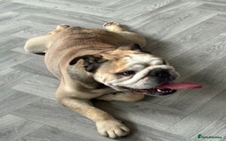 English Bulldog dogs for stud: Proven KC reg English Bulldog for Stud - Image 6