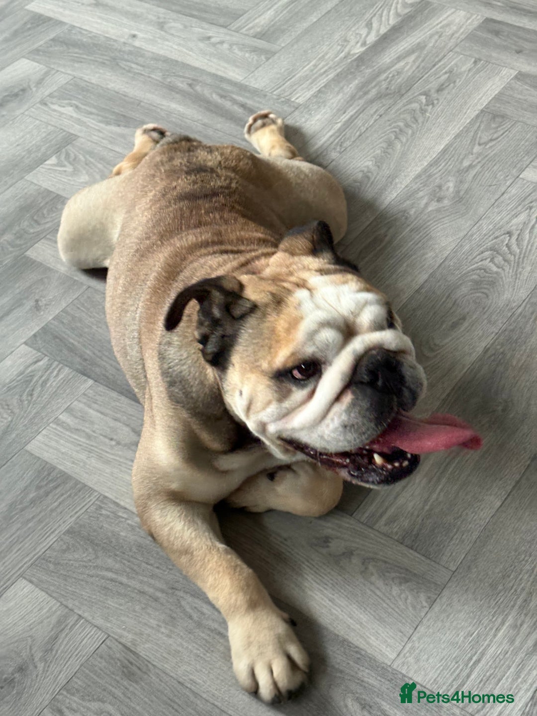 English Bulldog dogs for stud: Proven KC reg English Bulldog for Stud - Image 6