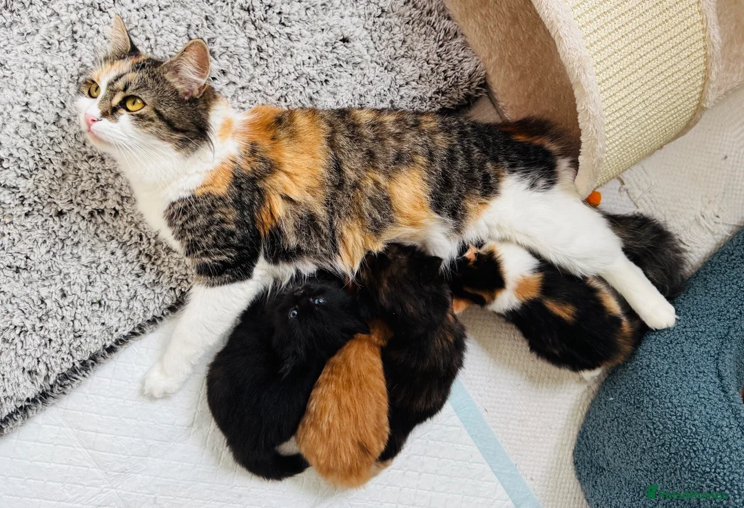Mixed Breed cats for sale: Stunning kittens from a Maine Coon cross mum - Advert 1