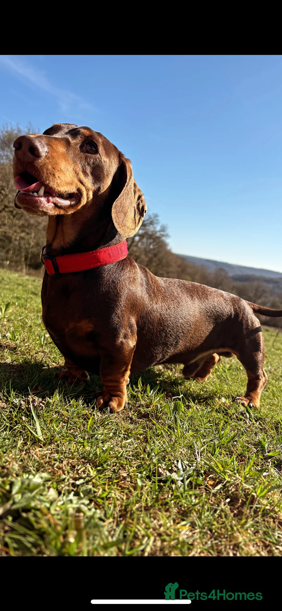 Miniature Dachshund dogs for stud: Min dachshund  - Advert 1