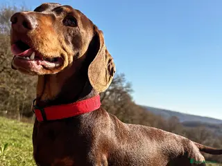 Miniature Dachshund dogs Min dachshund - Advert 10